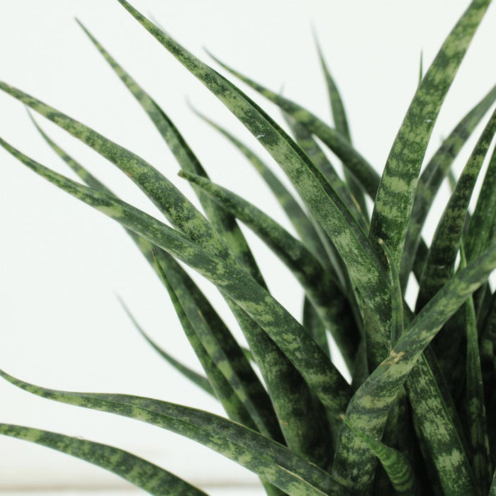 2x-sansevieria-fernwood-punk-vrouwentong-30cm-o12