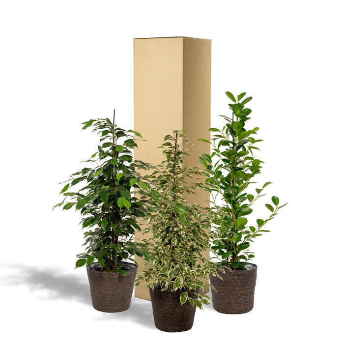 ficus-benjamina-danielle-95cm-o21cm-ficus-benjamina-twilight-95cm-o21cm-ficus-microcarpa-moclame-95cm-o21cm-incl-mand-igmar