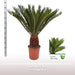 cycas-revoluta-o27-↕120