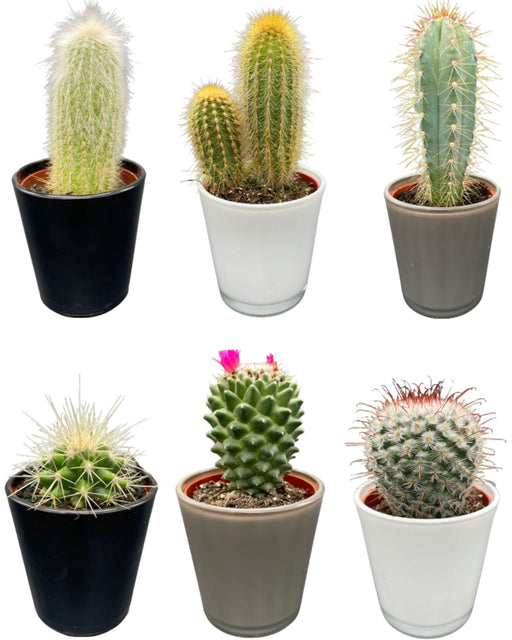 cactus-mix-↕8-15cm-6-stuks-modern-glasses-o7-5-cm