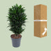 dracaena-compacta-o24cm-↕80cm