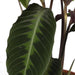 calathea-warscewiczii-pauwenplant-70cm-o19