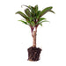 mini-palm-cordyline-fruticosa-purple-compacta-terrarium-plant-potmaat-6