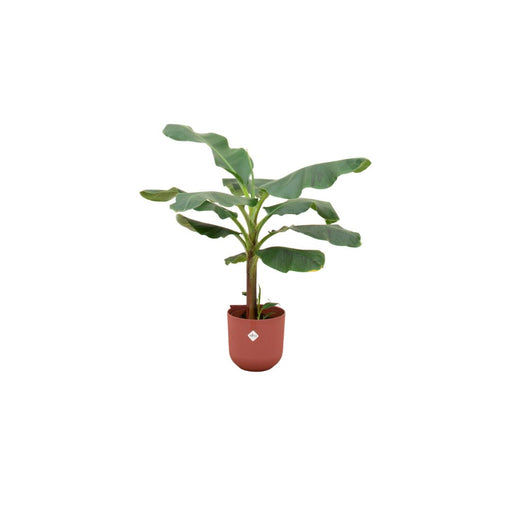 combi-deal-bananenplant-musa-inclusief-elho-jazz-round-rood-o23-120-cm