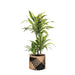 dracaena-lemon-lime-o21cm-↕65cm-in-albury-black-print-mand