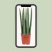 sansevieria-straight-o12cm-↕40cm