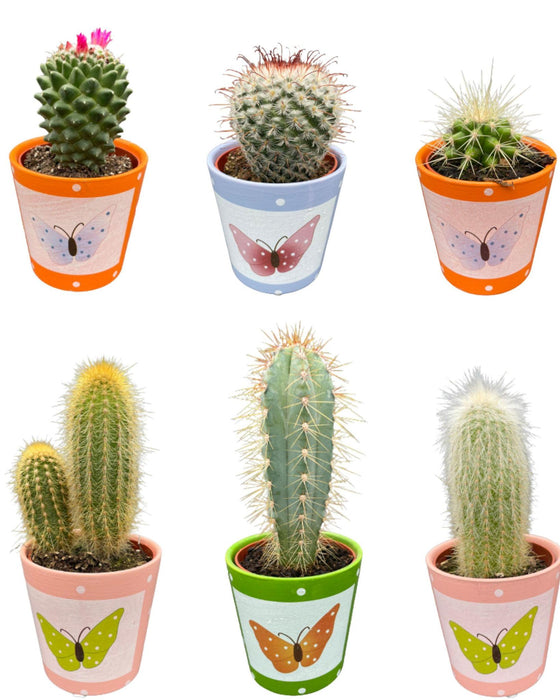 cactus-mix-↕8-15cm-6-stuks-butterfly-o7-5-cm