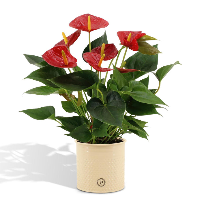 anthurium-andreanum-diamond-red-incl-pure-zink-45cm-o12