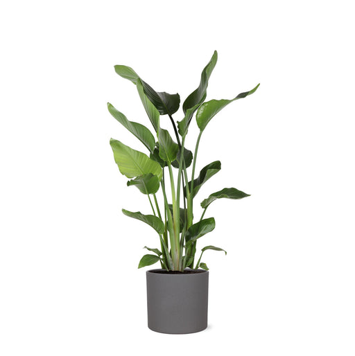 strelitzia-nicolai-o24cm-↕120cm-in-era-antraciet-pot