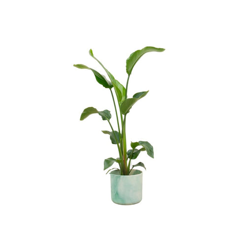 combi-deal-strelitzia-nicolai-inclusief-elho-ocean-round-pacifisch-groen-o22-100-cm