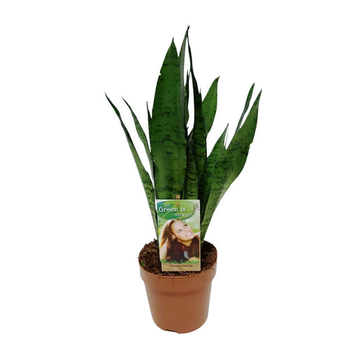 sansevieria-zeylanica-o17cm-↕60cm