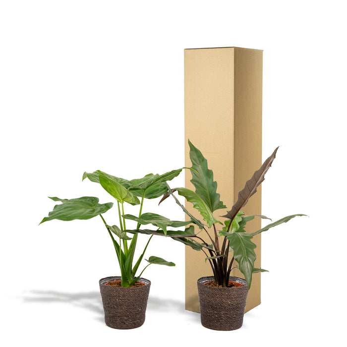 alocasia-cucullata-60cm-o19cm-alocasia-lauterbachiana-75cm-o19cm-incl-mand-igmar