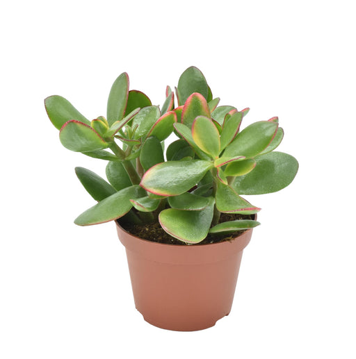 crassula-ovata-sunset-o10-5-↕15