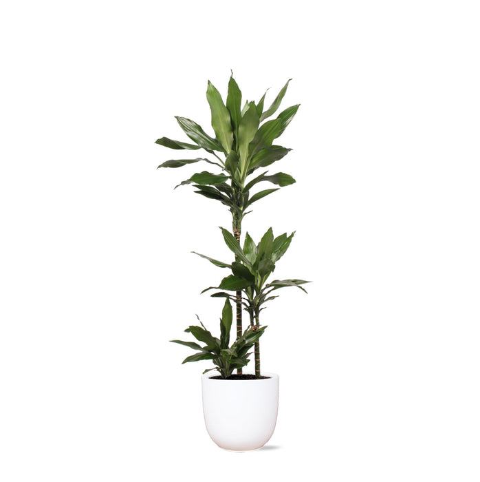 dracaena-janet-lind-o24cm-↕120cm-in-boule-wit-pot