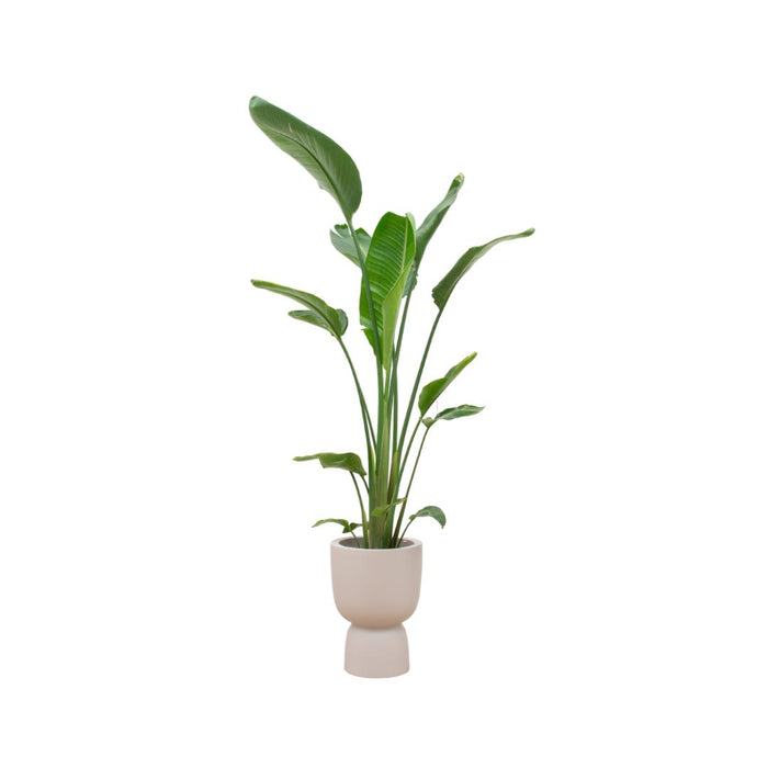 combi-deal-strelitzia-augusta-multi-stam-inclusief-elho-pure-coupe-beige-o35-210-cm