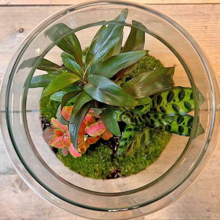 diy-terrarium-milky-palm-↕-30-cm