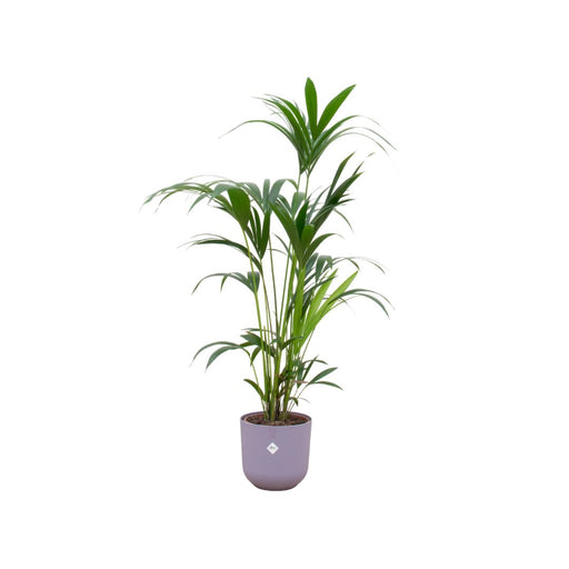 combi-deal-kentia-palm-inclusief-elho-jazz-round-lila-o26-160-cm