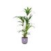 combi-deal-kentia-palm-inclusief-elho-jazz-round-lila-o26-160-cm