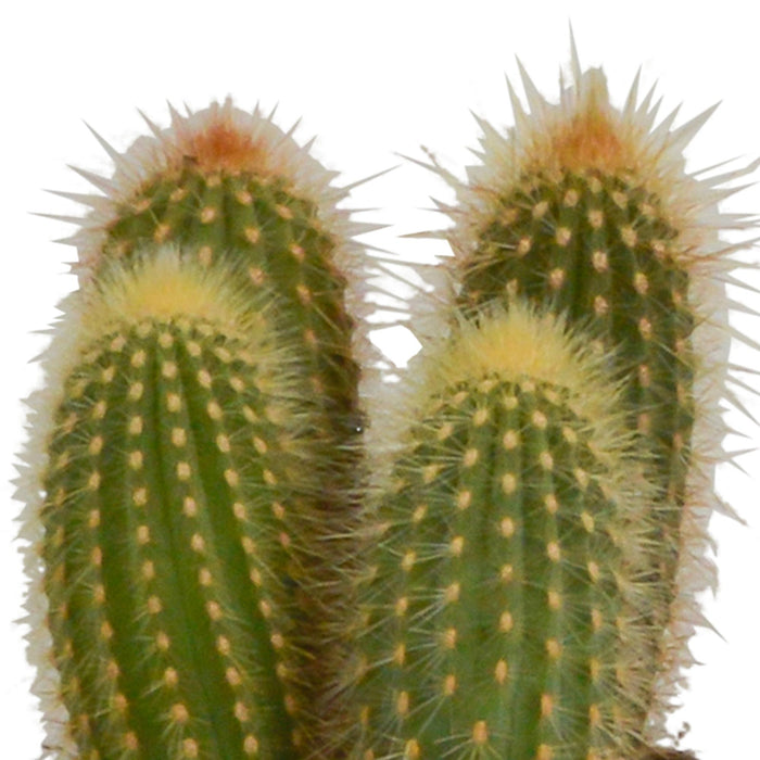 cereus-mix-10-5cm-3x-in-witte-pot