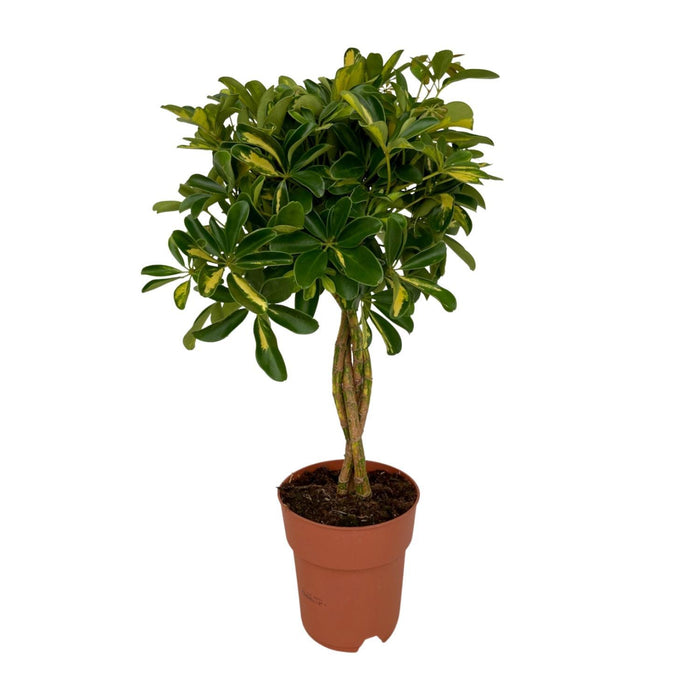 schefflera-gold-capella-o19cm-↕80cm