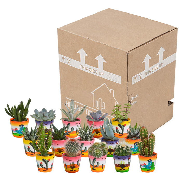 cactus-en-vetplanten-mix-5-5-cm-15-stuks-in-mexicaanse-pot