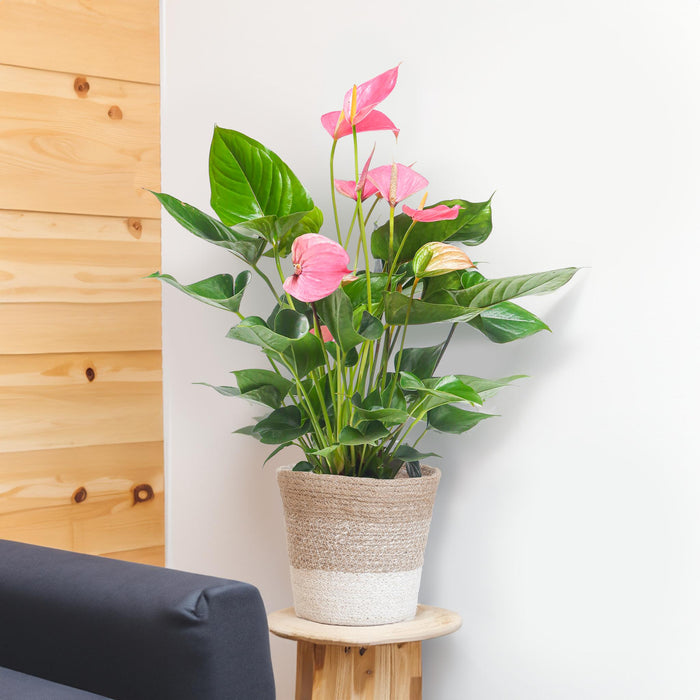 anthurium-pink-explosion-met-lissabon-mand-wit