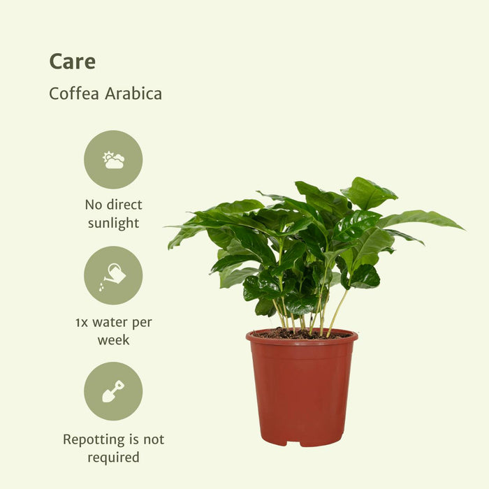 2x-coffea-arabica-koffieplant-25cm-o12