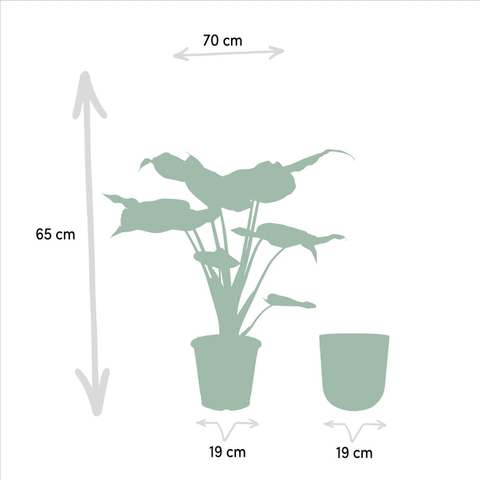 alocasia-cucullata-65cm-o19cm-pot-mayk-gold