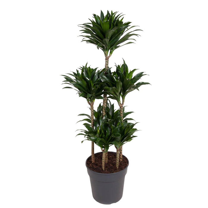 dracaena-compacta-carrousel-130-cm-o31