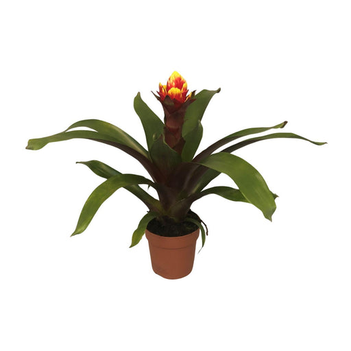 guzmania-crown-o12cm-↕45cm