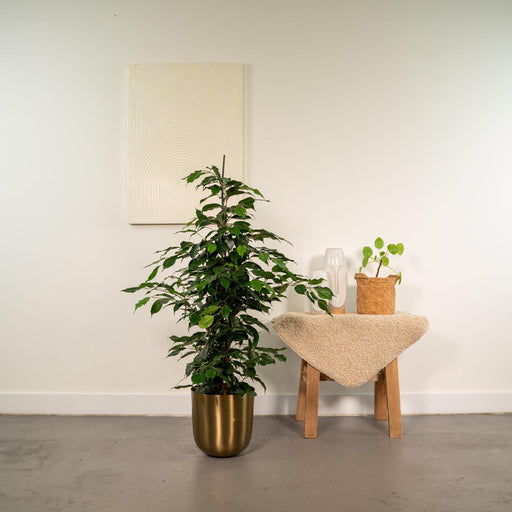 ficus-benjamina-danielle-95cm-o21cm-pot-mayk-gold