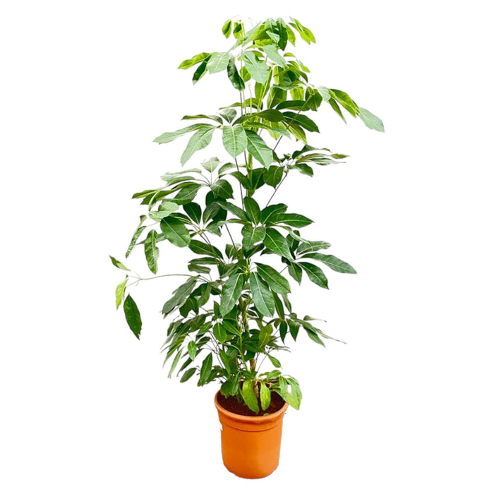 schefflera-amate-200cm-o30