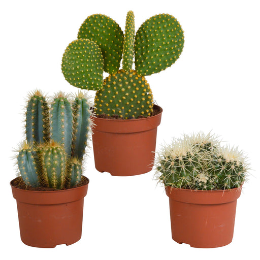 cactus-mix-10-5-cm-3x-12cm-zonder-pot