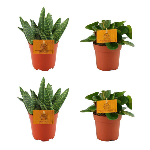 2x-aloe-paradisicum-peperomia-obtipan-green-4-stuks-o10-5cm-↕10cm