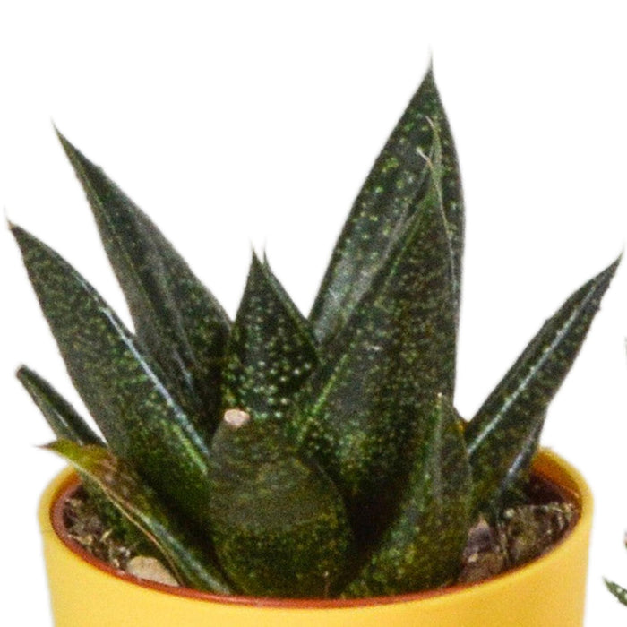 gasteria-haworthia-mix-5-5cm-5x-in-gekleurde-plasticpot