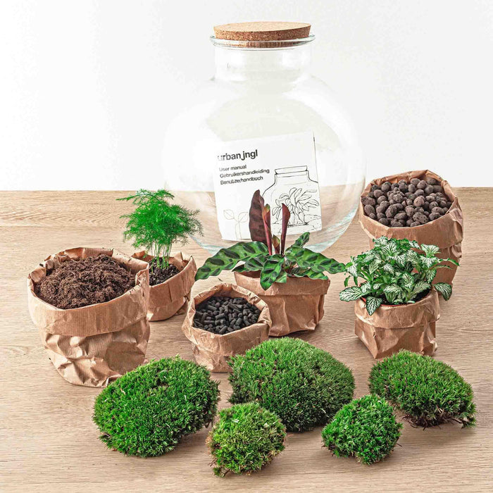 diy-terrarium-bolder-bob-bonsai-↕-30-cm-normal