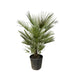 chamaerops-humilis-struik-150cm-o35