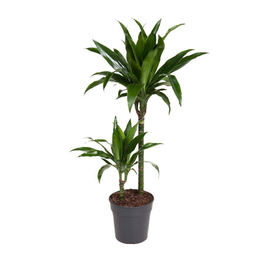 dracaena-janet-craig-o19cm-↕100cm