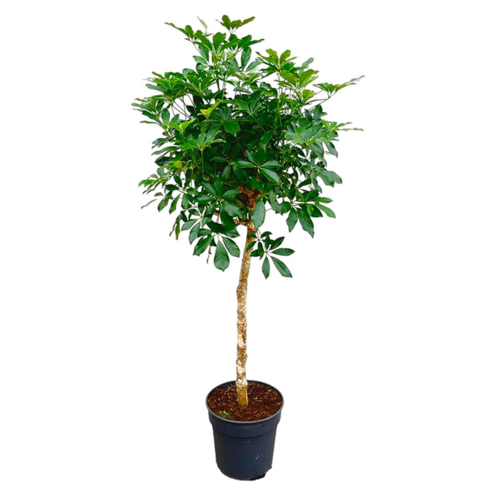 schefflera-op-stam-180cm-o34