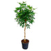 schefflera-op-stam-180cm-o34