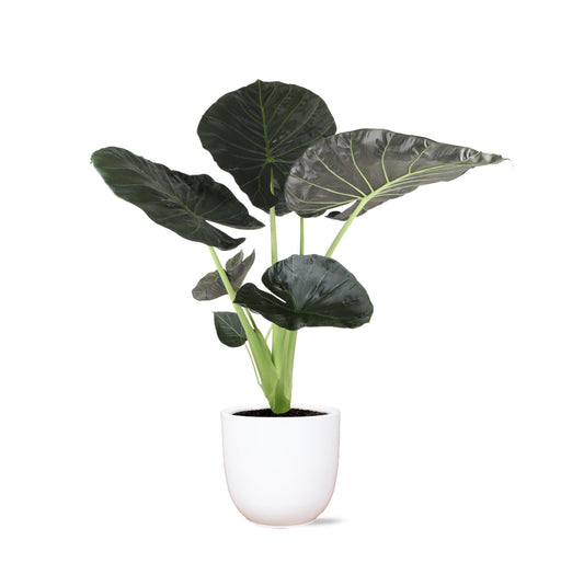 alocasia-regal-shield-o21cm-↕100cm-in-boule-wit-pot