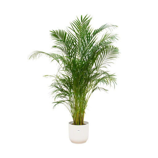 combi-deal-areca-palm-inclusief-elho-vibes-fold-round-wit-o30-180-cm