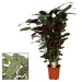 calathea-compactstar-o21-↕105