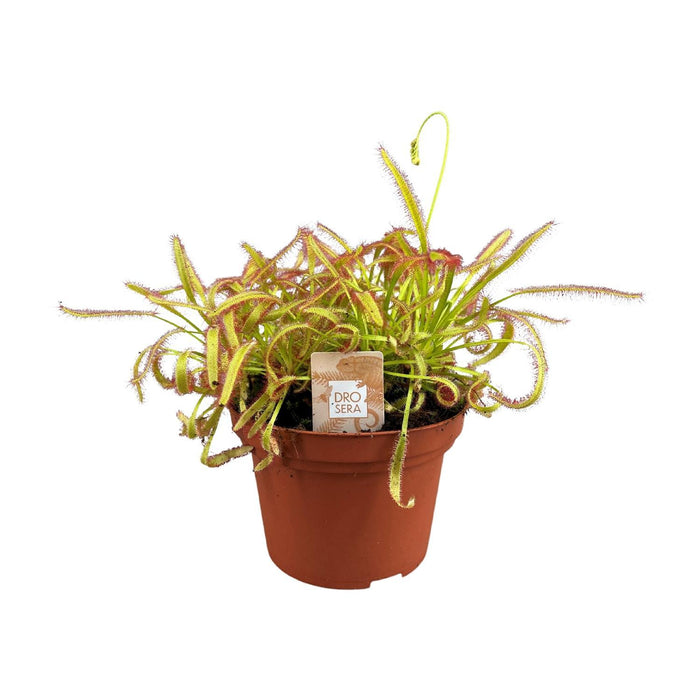 drosera-capensis-o12cm-↕17cm-2