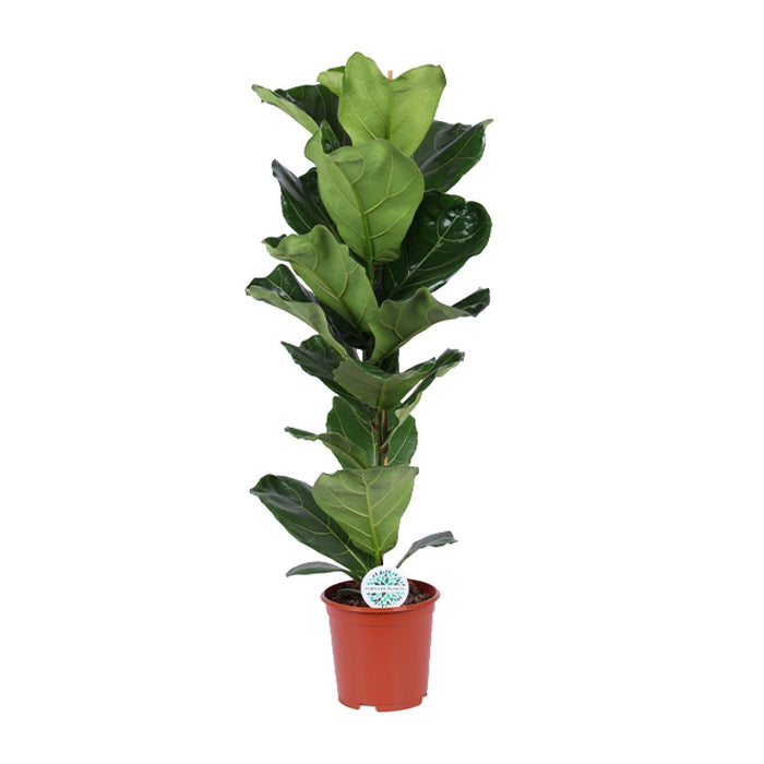 ficus-lyrata-o21cm-↕90cm-1