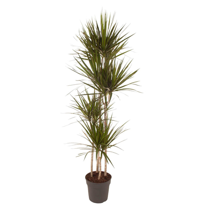 dracaena-marginata-180-cm-o27