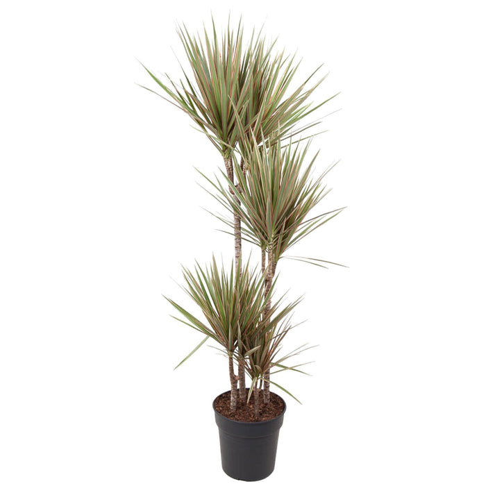 dracaena-bicolor-160-cm-o27