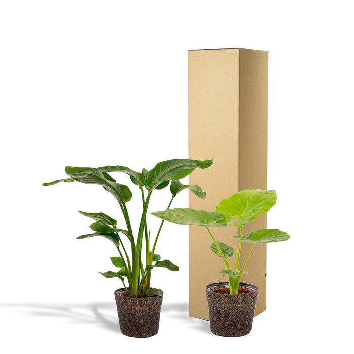 strelitzia-nicolai-85cm-o19cm-alocasia-macrorrhiza-70cm-o19cm-incl-mand-igmar