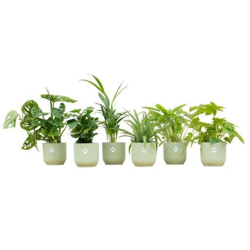 verrassingsbox-6-planten-inclusief-elho-vibes-fold-round-o14-sorbet-groen