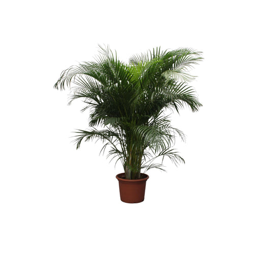 dypsis-lutescens-areca-palm-230-cm-o40